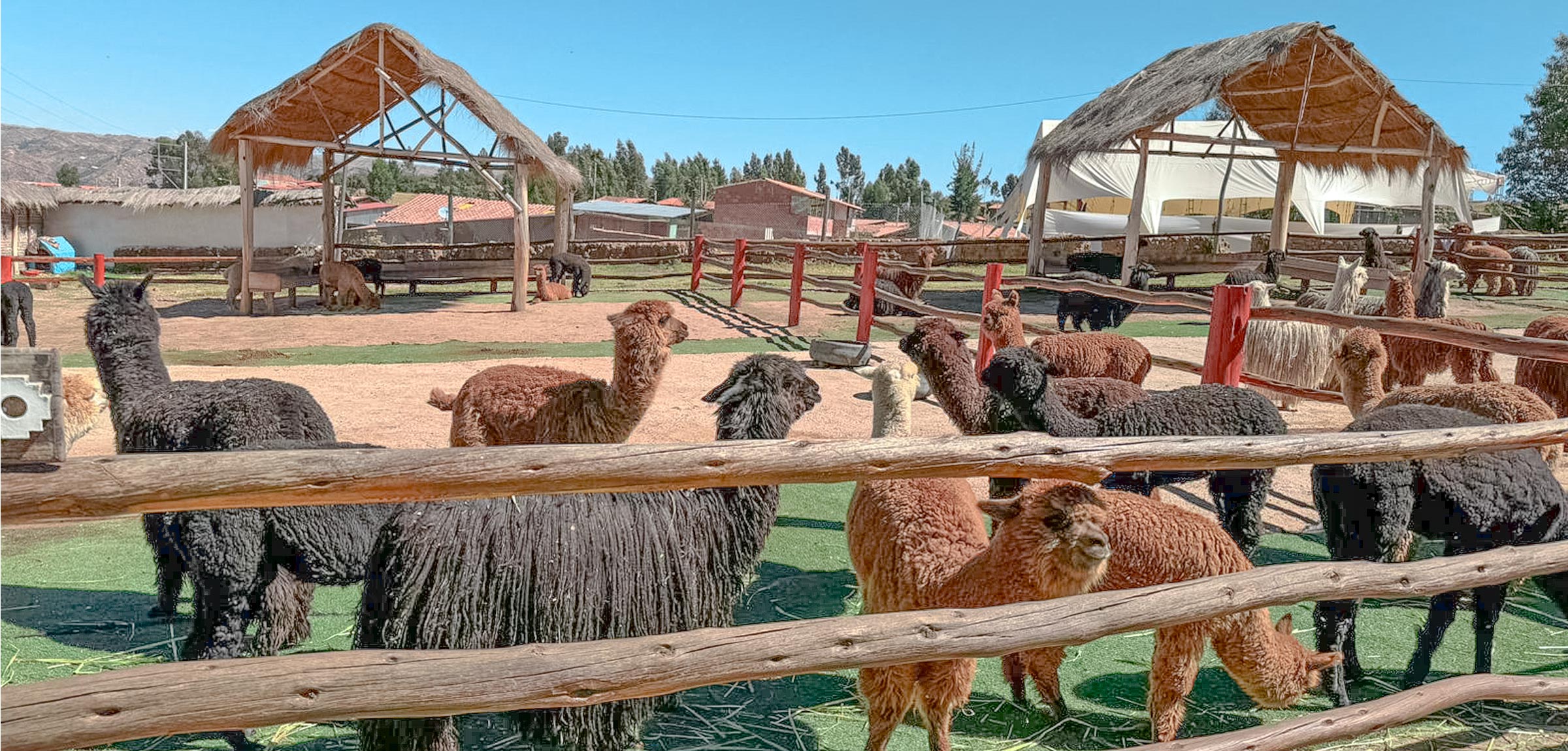 Cute Alpacas in the Sacred Valley