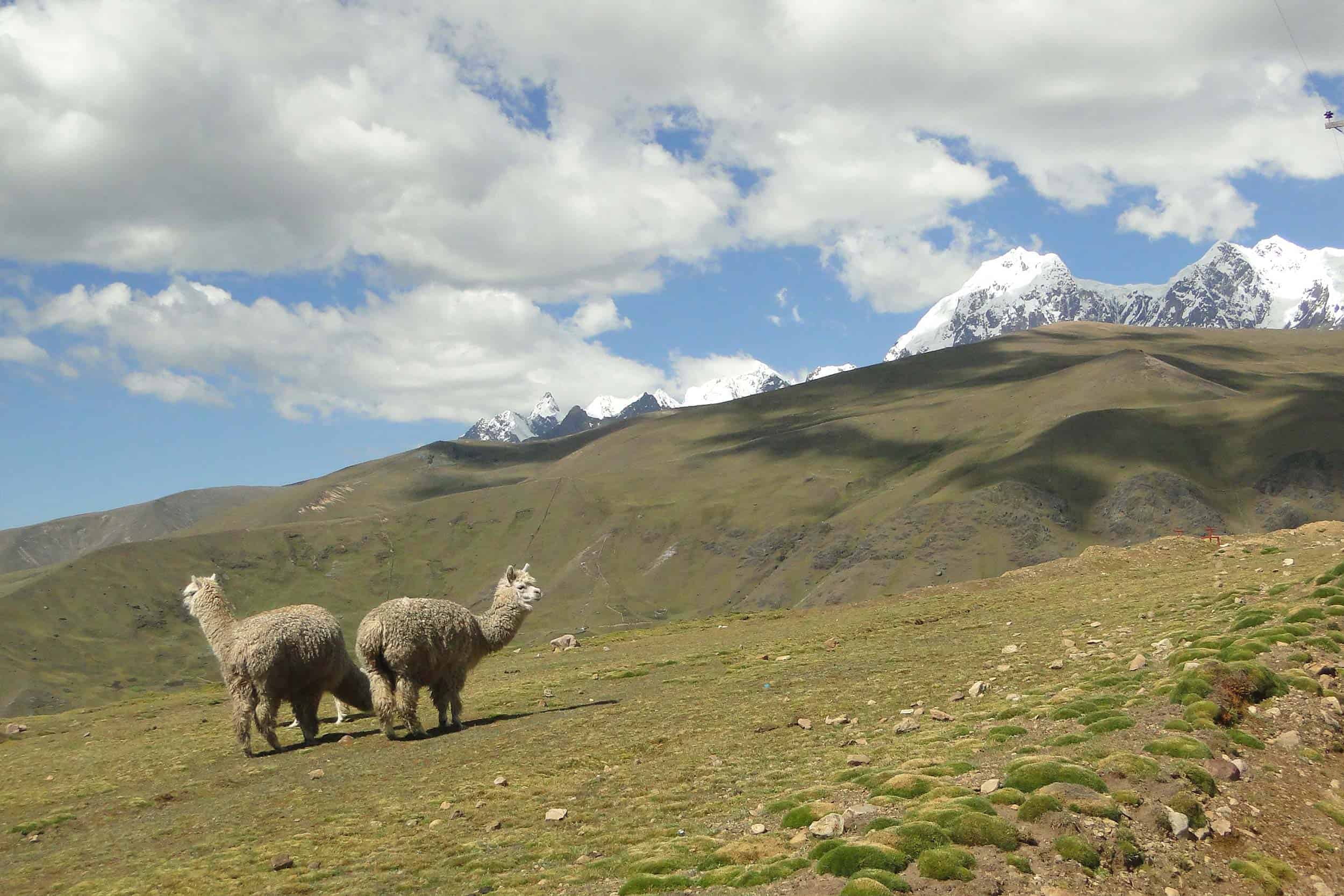 Come See Peru Tours