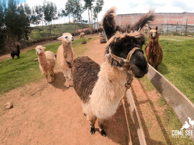 Alpacas Sacred Valley Tour