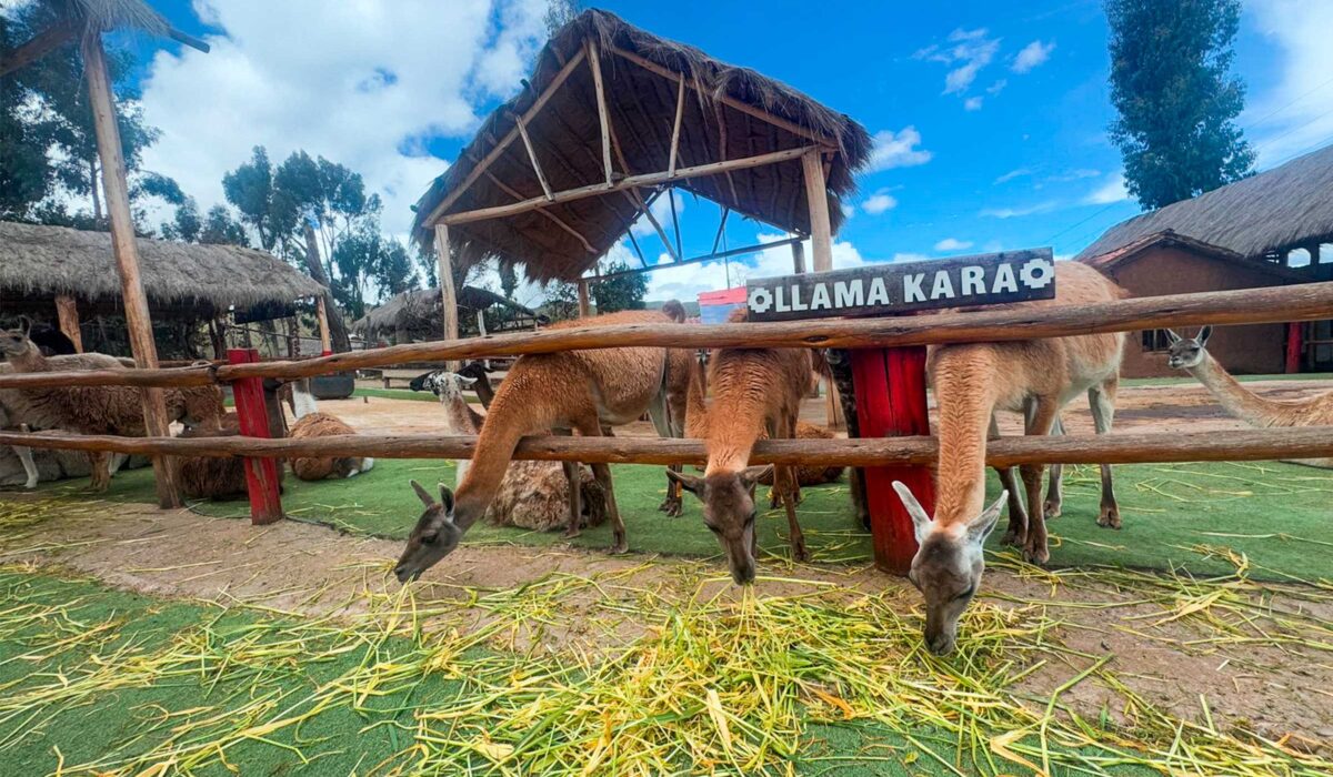 cusco-alpaca-farm
