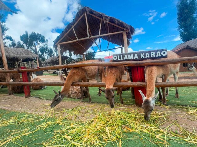 Alpaca Farm in Pisac