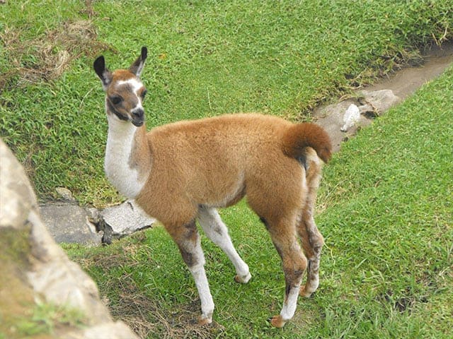 Machu Picchu Tours