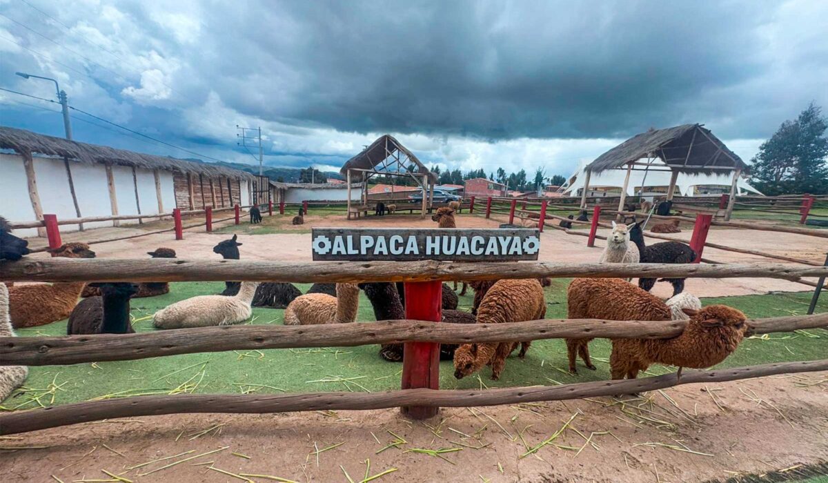 pisac-peru-alpaca-farm