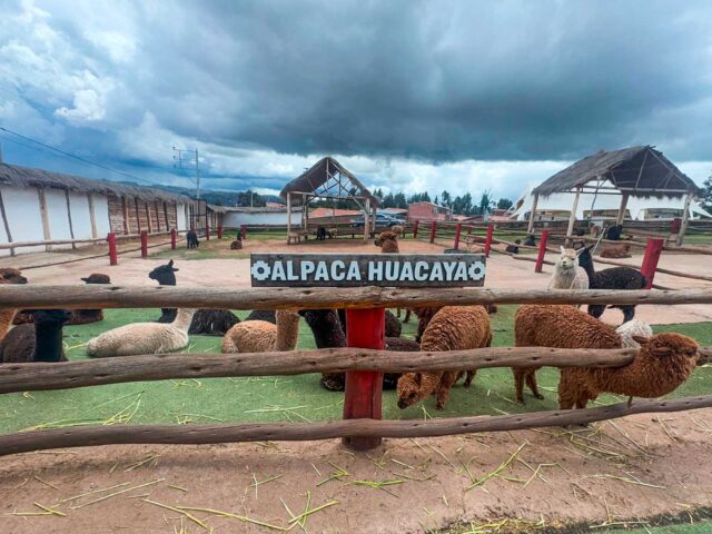 Charming Alpaca Farm in cusco