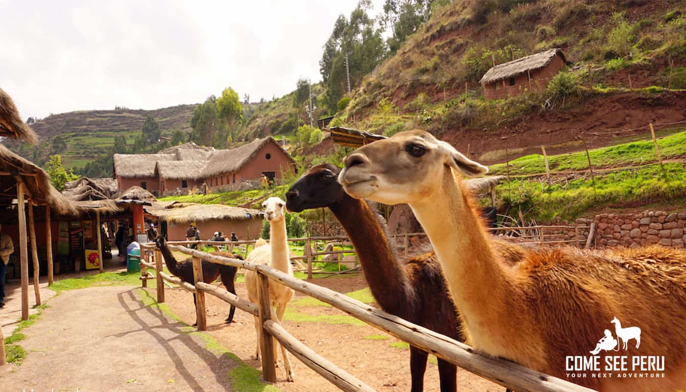 Alpacas in Pisac (Sacred Valley)