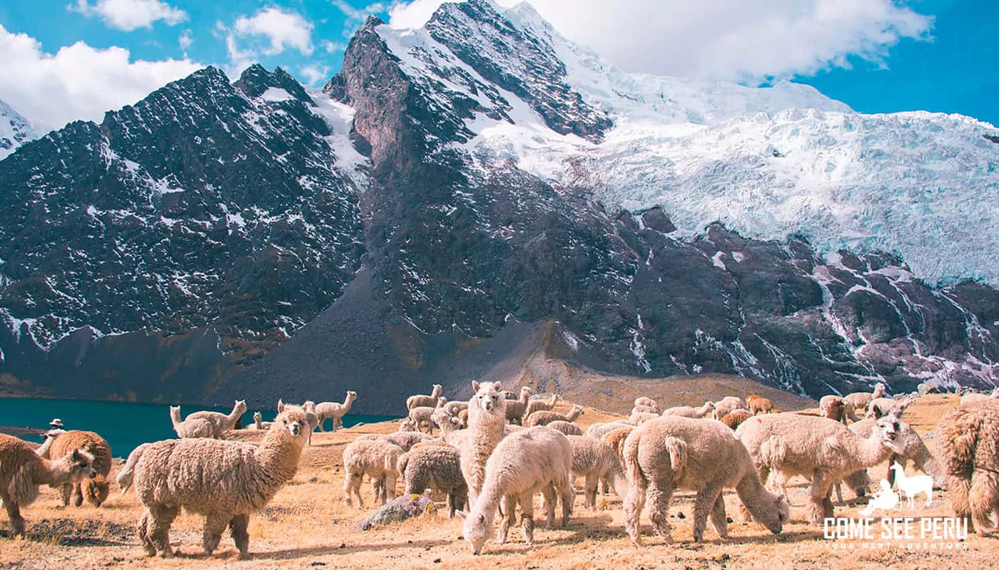 Alpacas at Rainbow Mountain, Perú
