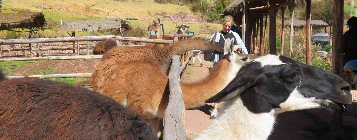 alpaca farm in cusco peru