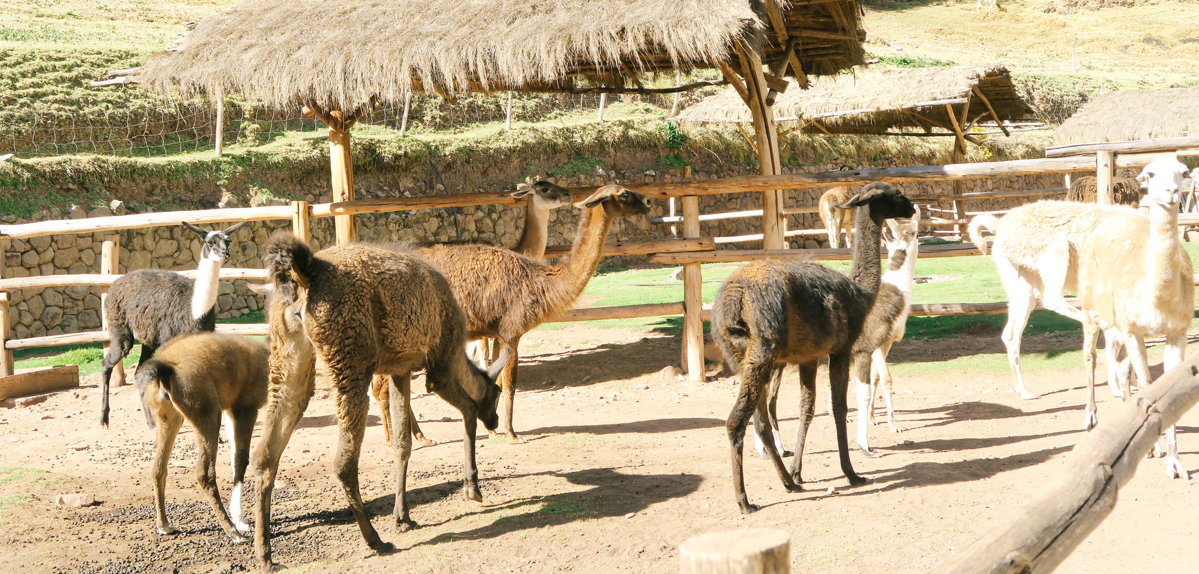 Alpaca Farm in the Sacred Valley