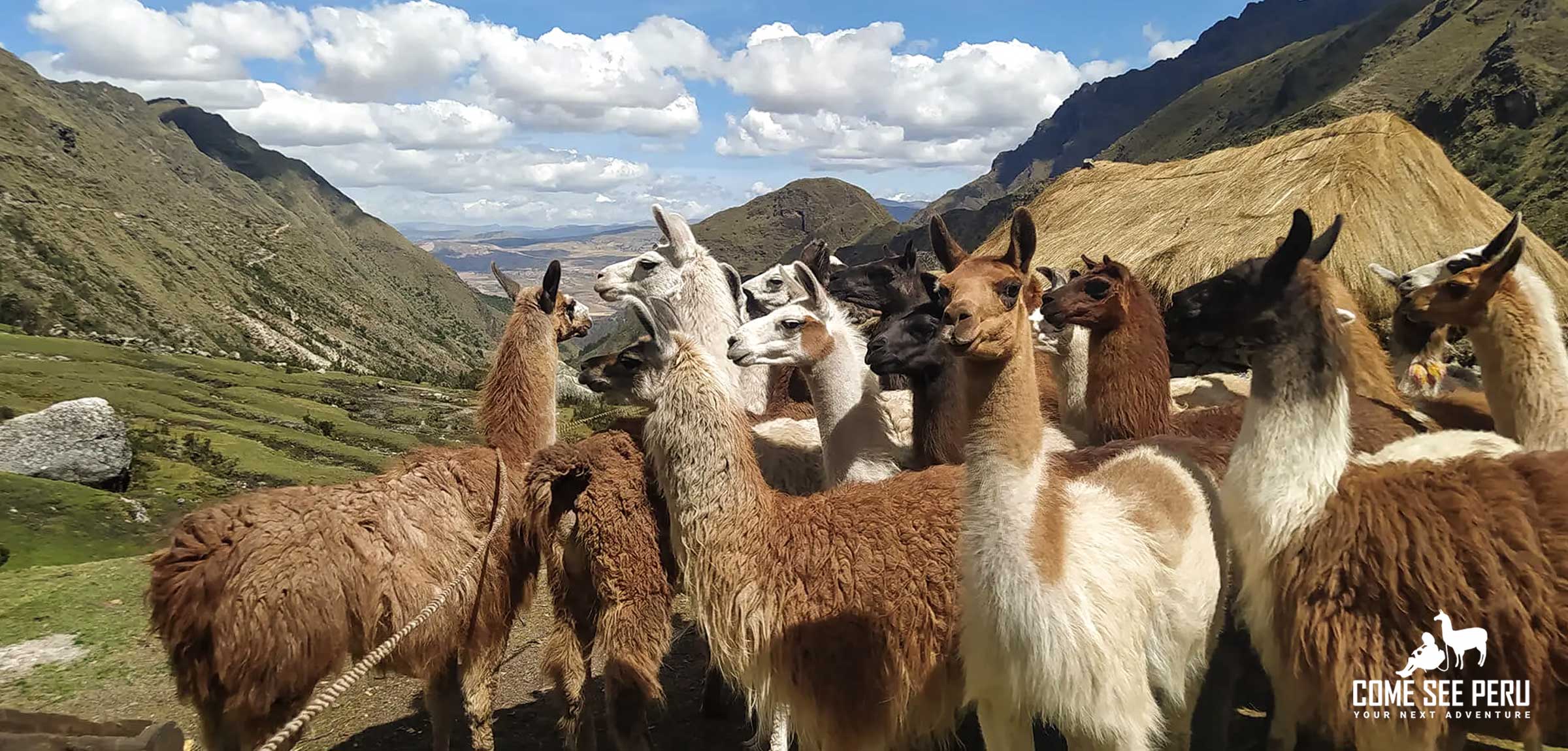 A Visit to Pisac Alpaca and Llama Farm