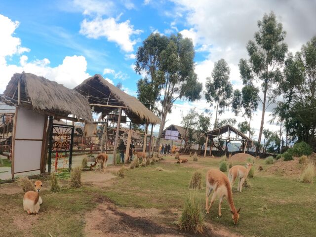 Alpaca, Vicuna and Llama farm
