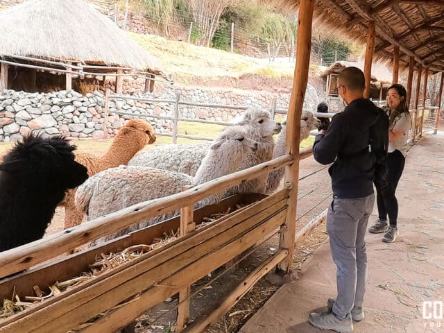 Pisac Alpaca Farm