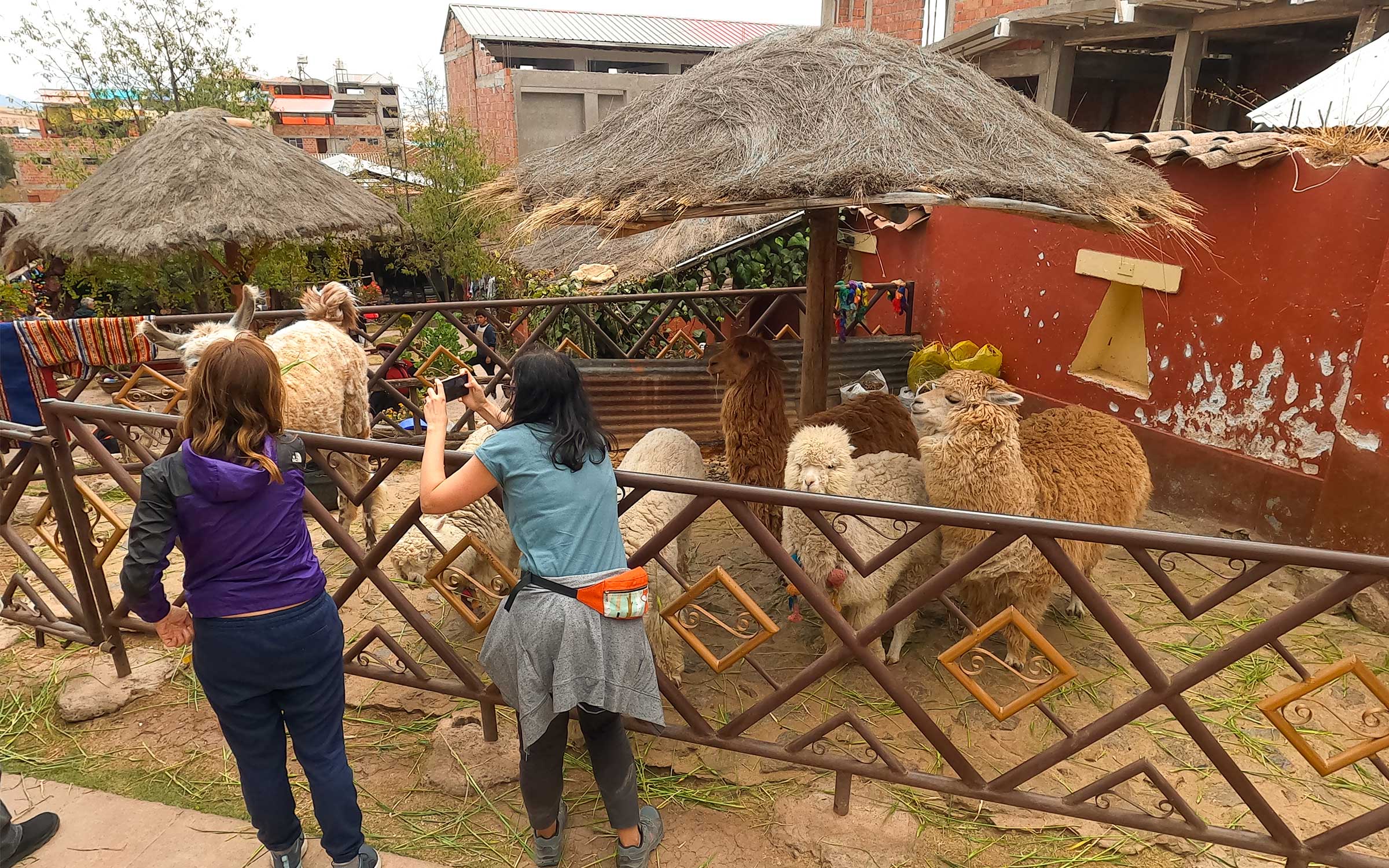 Visiting an Alpaca Farm