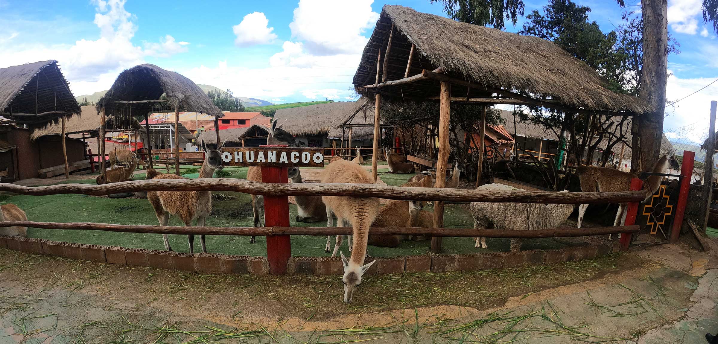 Alpaca Farm Sacred Valley
