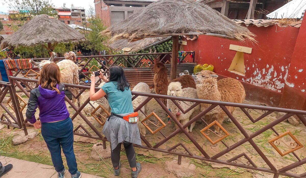 alpacas-machu-picchu-2-days