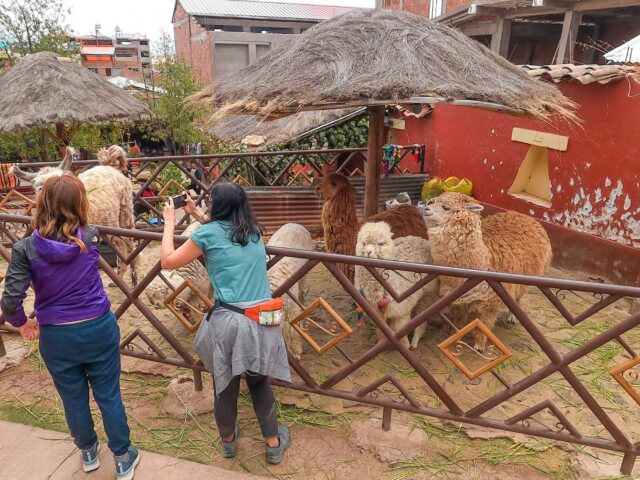 Alpaca Farm - Machu Picchu Tour 2 Days