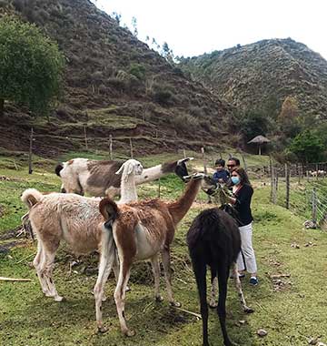Pisac Ruins, Pisac Market & Alpaca Farm From Ollantaytambo