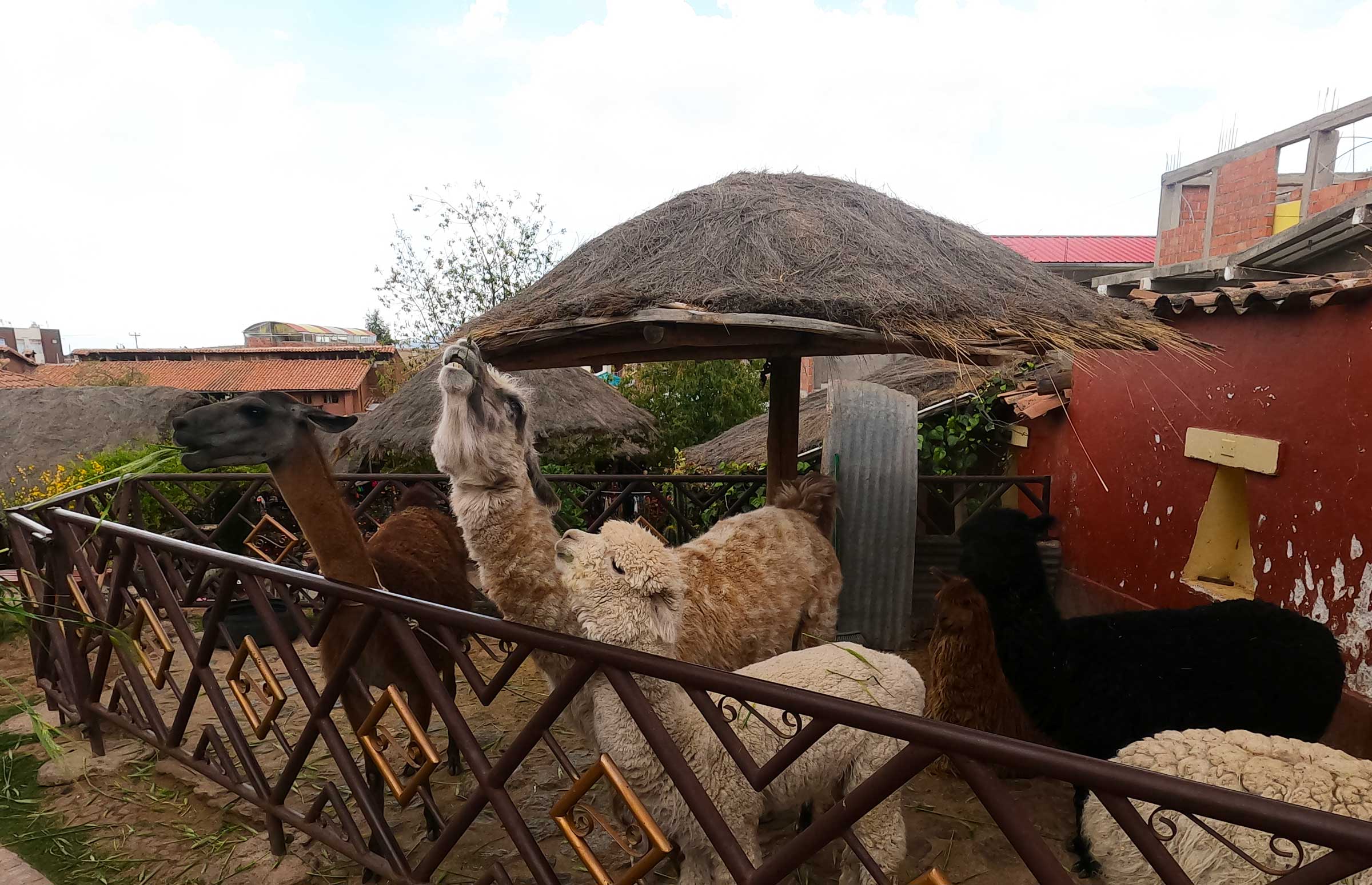 ALpaca and Llama Farm in Cusco
