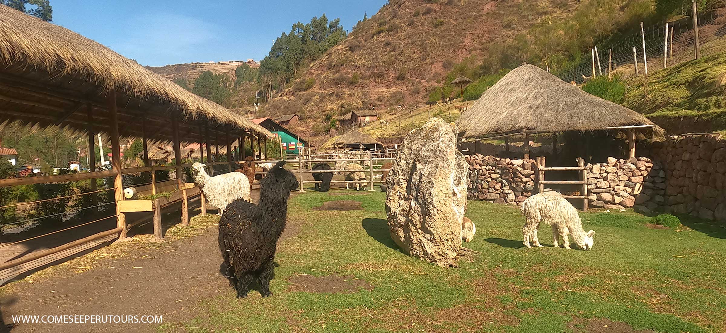 ALpaca farm in Peru sacred Valley