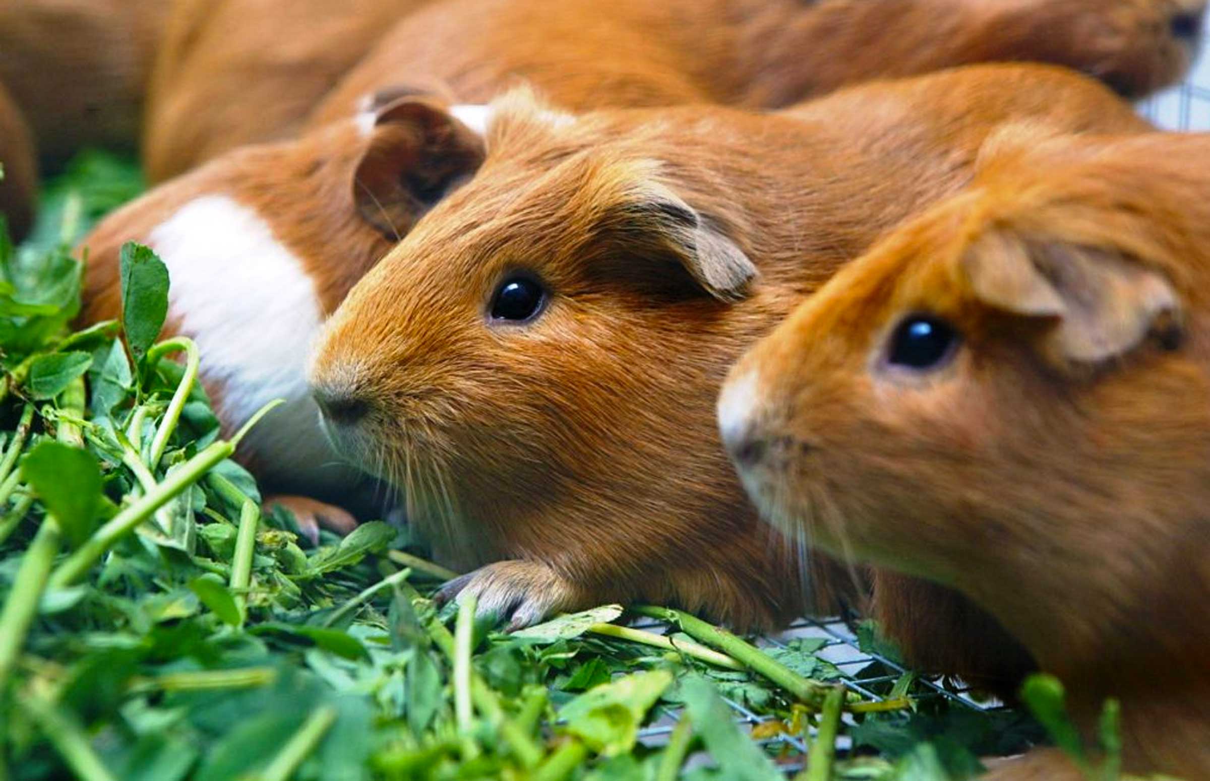 Cuy or Guinea Pig in Cusco