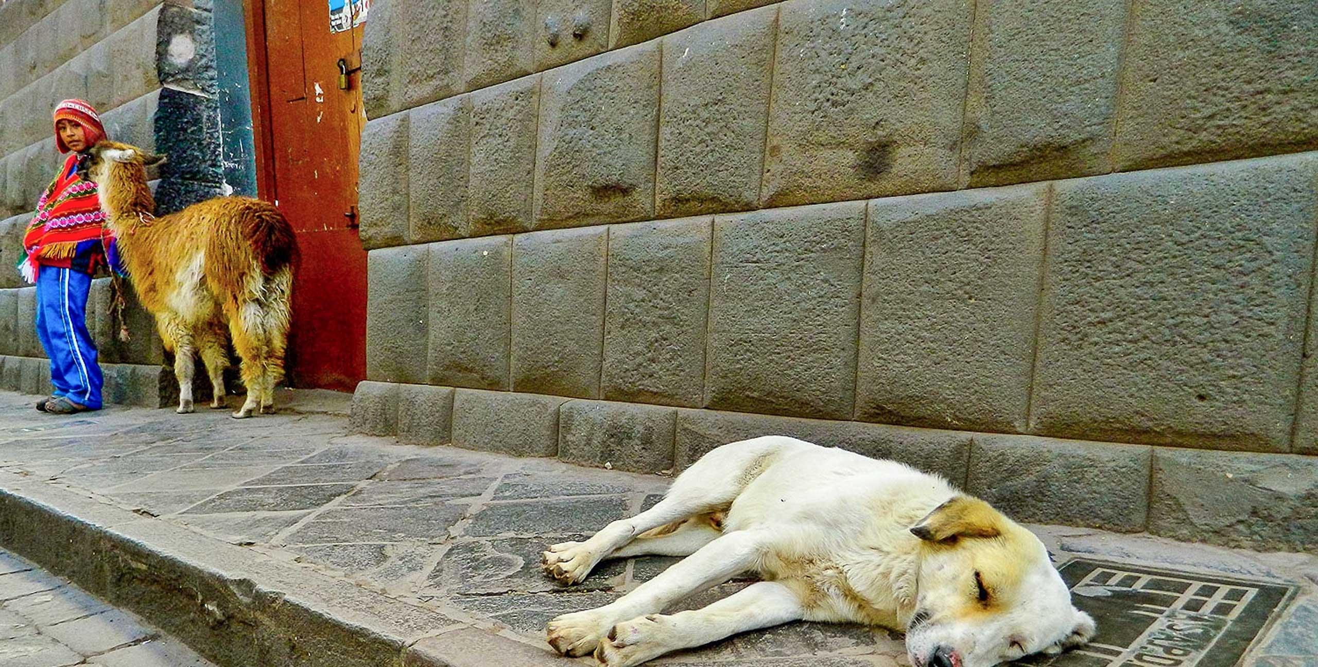 Stray Dogs in Cusco Peru