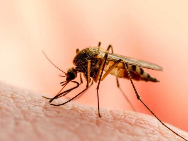 Mosquitoes in Machu Picchu: All You Need to Know