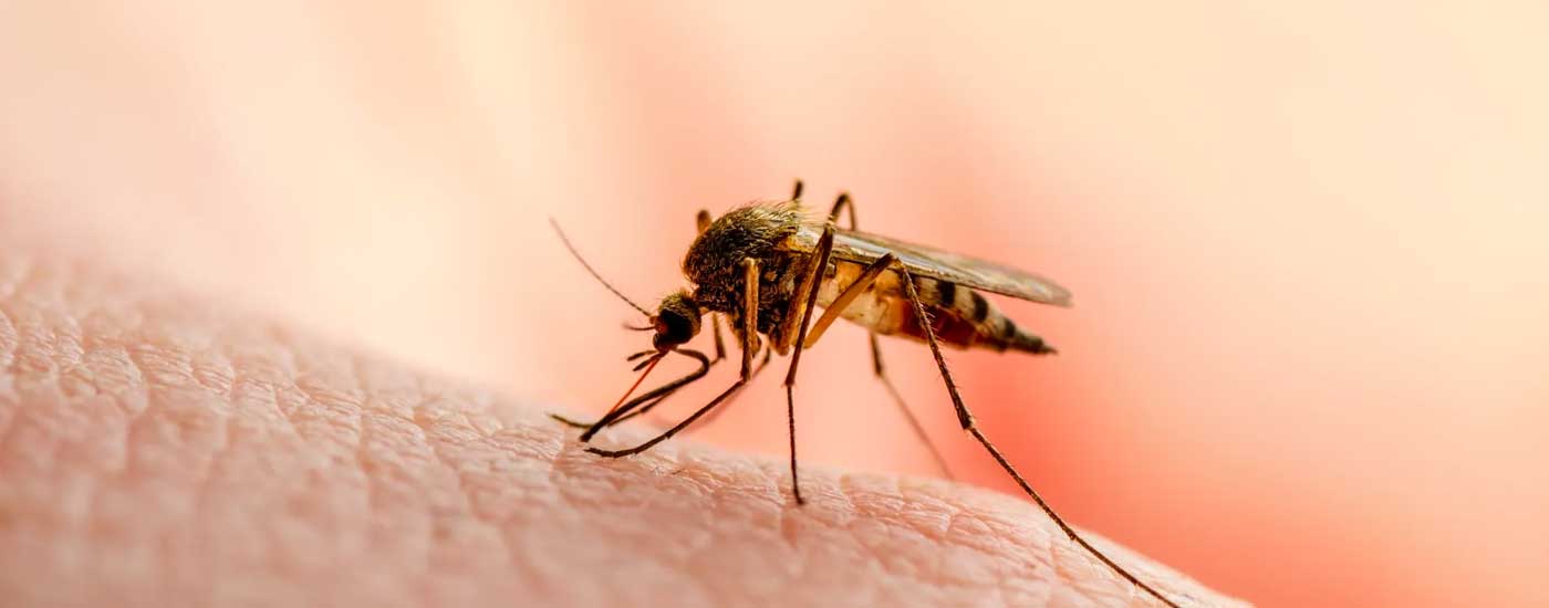 Machu Picchu Mosquitoes