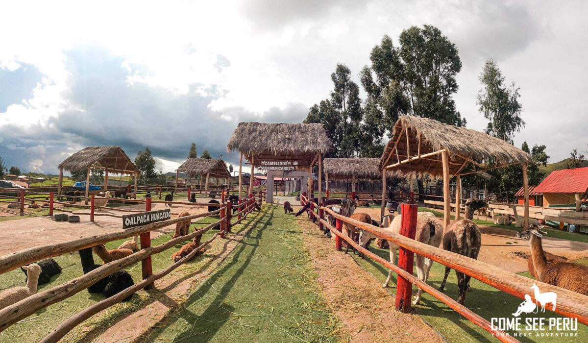 Alpaca-and-Llamas