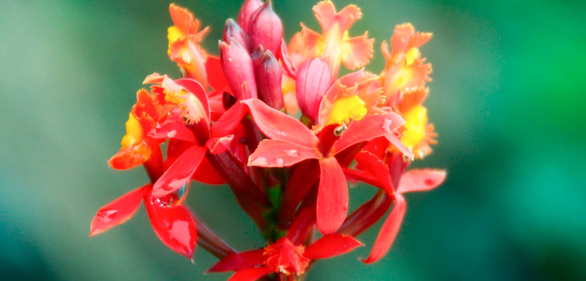 Flora on the Short Inca Trail