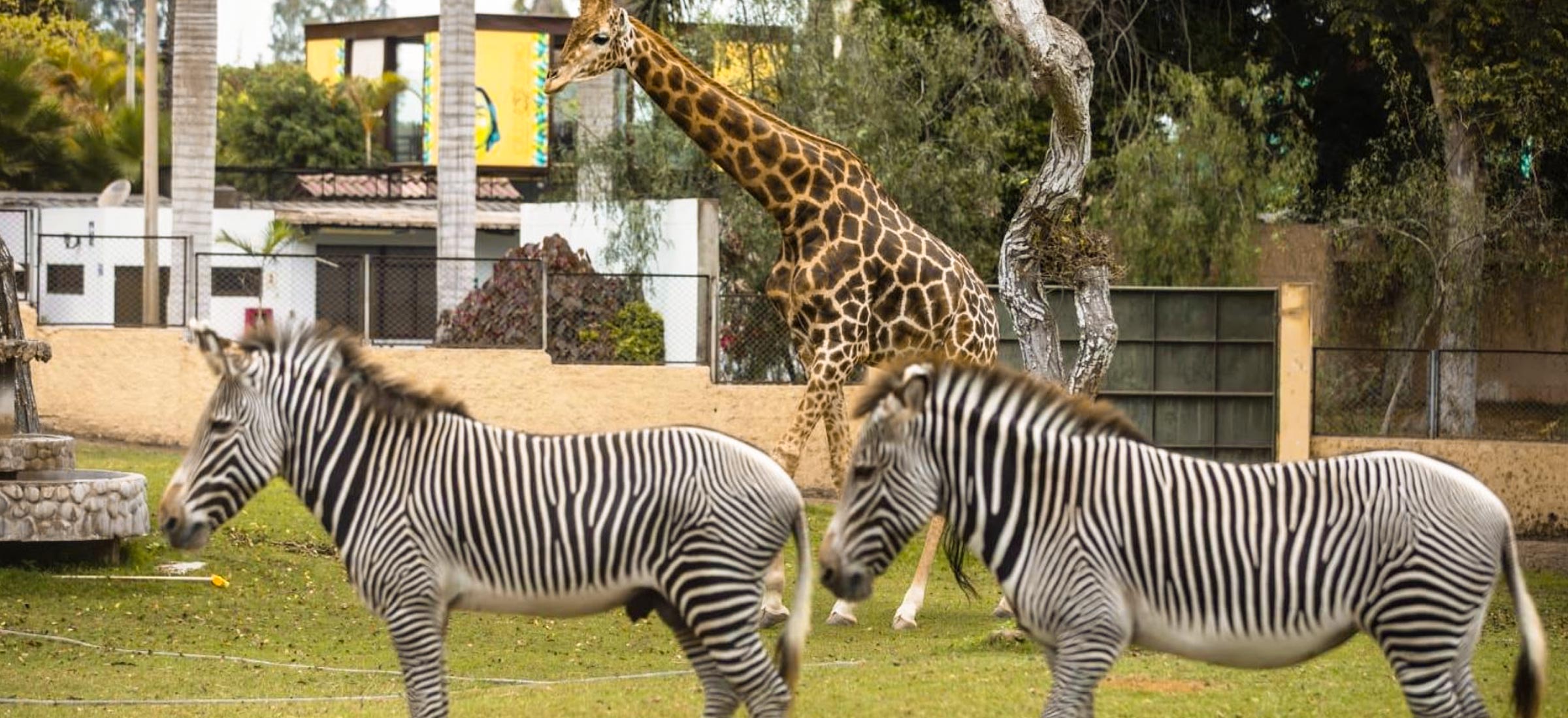 Parque de las leyendas in Lima Peru