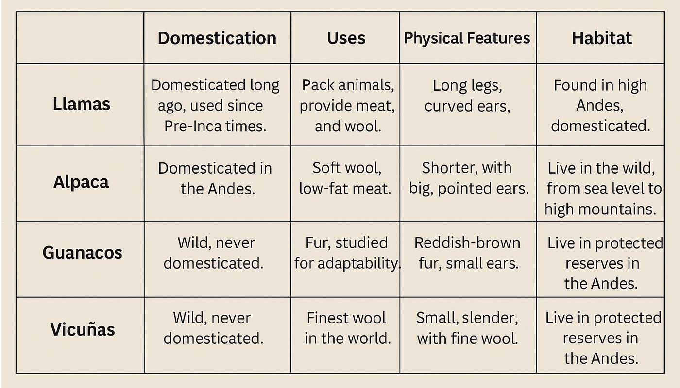 A Quick Comparison of South American Camelids