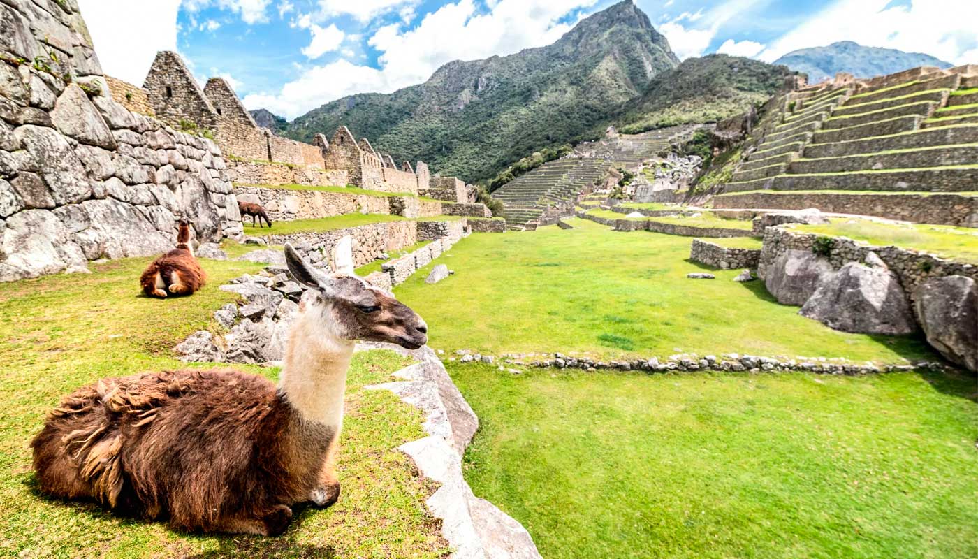 The Llamas in Machu Picchu