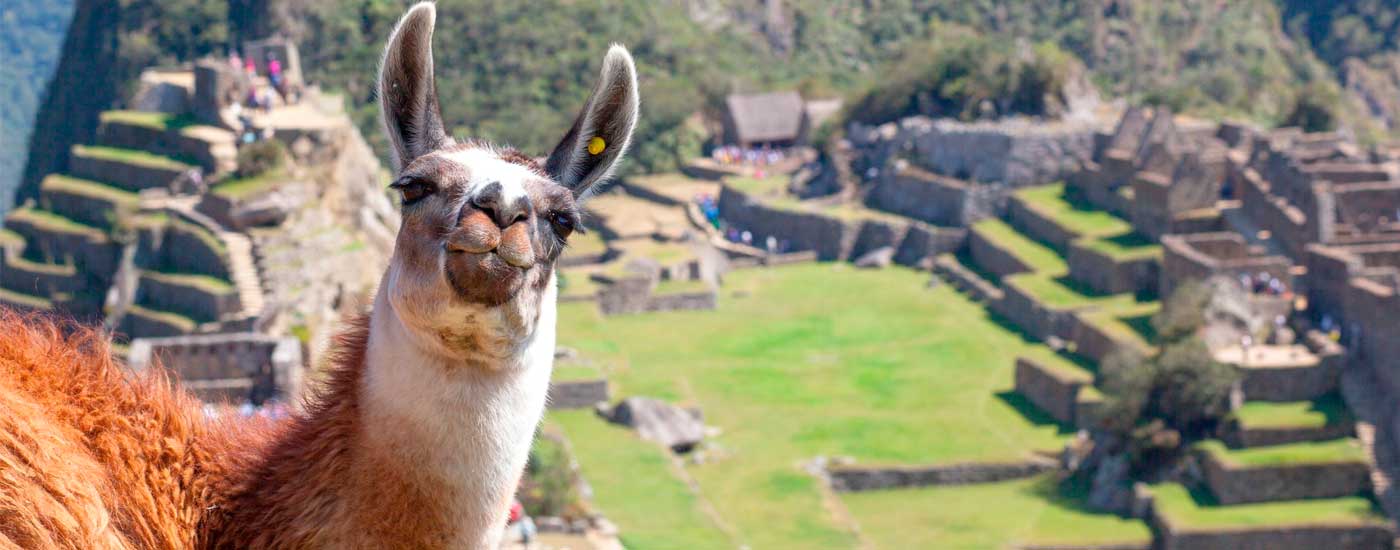 Llamas in Machu Picchu