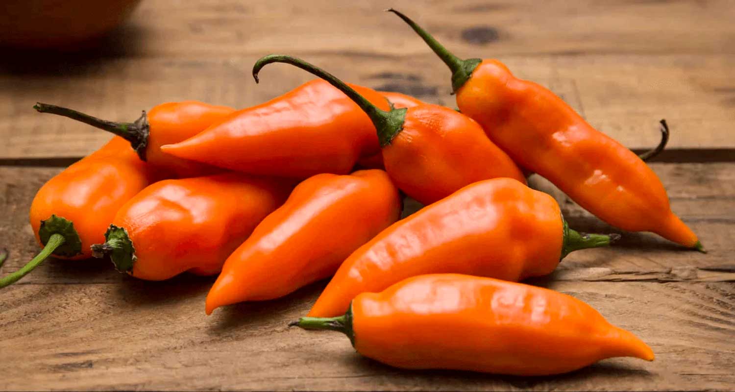 Peruvian Aji